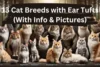 13 Cat Breeds with Ear Tufts (With Info & Pictures) - Post Thumbnail