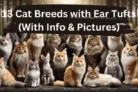 13 Cat Breeds with Ear Tufts (With Info & Pictures)