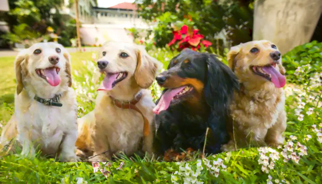 The Ultimate Guide to Longest-Living Dog Breeds". 3 4 dogs in garden