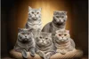 Low-Maintenance Cat Breeds: The Best Felines for Busy Owners - Post Thumbnail