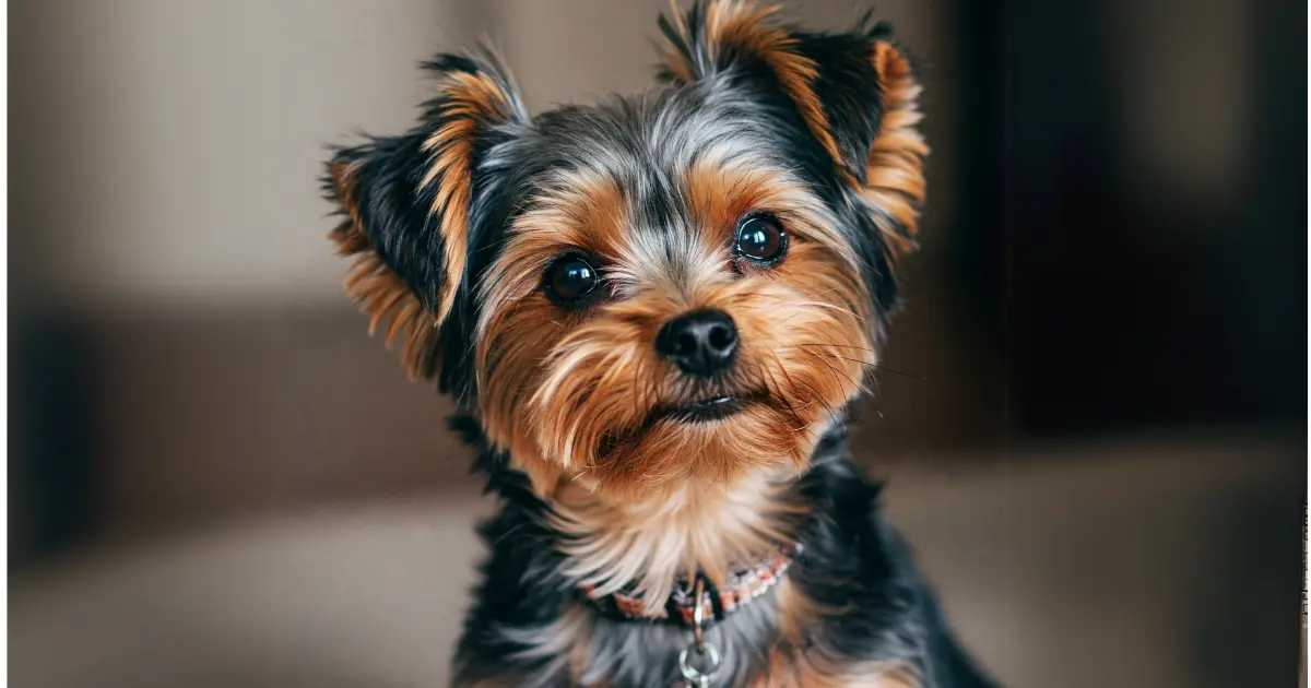 What Are the Whiniest Dog Breeds? 7 A Yorkshire Terrier with a shiny coat and a small collar, gazing curiously with perked ears indoors.