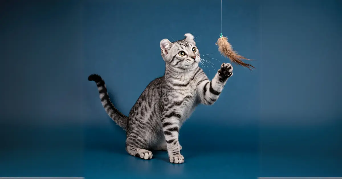 13 Cat Breeds with Ear Tufts (With Info & Pictures) 3 An American Curl cat with distinctive curled ears, reaching up to bat at a hanging toy against a blue background.