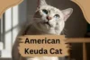 Meet the American Keuda Cat: Personality, Care, and More - Post Thumbnail