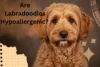 Are Labradoodles Hypoallergenic? Here's What You Need to Know - Post Thumbnail