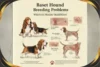 Basset Hound Breeding Problems: What Every Breeder Should Know - Post Thumbnail