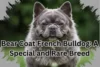 Bear Coat French Bulldog: A Special and Rare Breed - Post Thumbnail