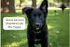 Complete Guide to the Black German Shepherd Lab Mix Puppy - Post Thumbnail