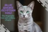Blue Smoke Egyptian Mau: The Enigmatic Cat with a Misty Charm - Post Thumbnail