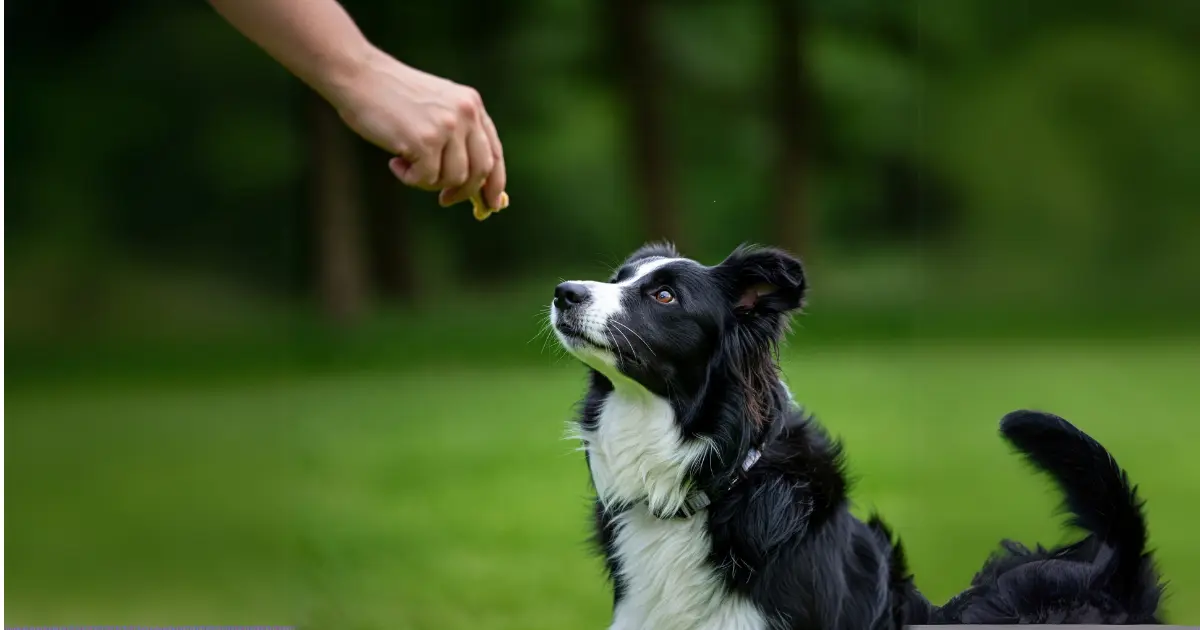 A Border Collie dog sitting and looking up at a hand holding a treat.