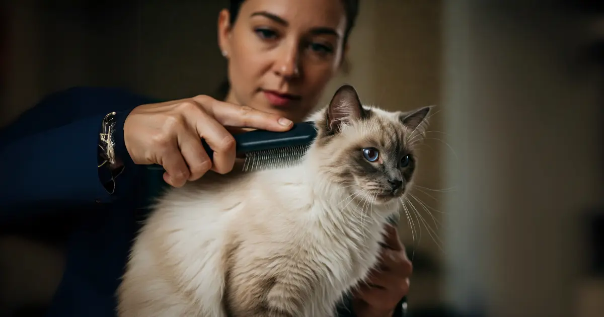 A person brushing the long, thick coat of a Ragdoll cat, ensuring it stays smooth and tangle-free.