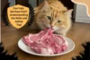 Can Cats Eat Raw Pork? Understanding the Risks and Safety Tips - Post Thumbnail