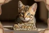 Cashmere Bengal Kittens: Everything You Need to Know - Post Thumbnail