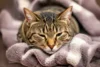 Signs Your Cat Has a Cold: Symptoms and Effective Solutions - Post Thumbnail