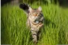 AirTag for Cats: Smart Solution for Tracking Your cats - Post Thumbnail
