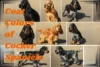 Exploring the Gorgeous Coat Colors of Cocker Spaniels - Post Thumbnail