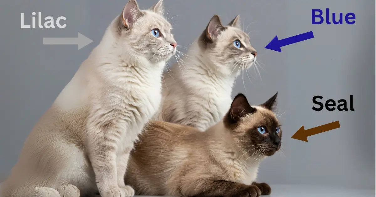 A comparison of Lilac, Blue, and Seal Ragdoll cats, showing their unique coat colors and points.