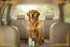 Valerian Dosage for Dogs by Weight - Post Thumbnail