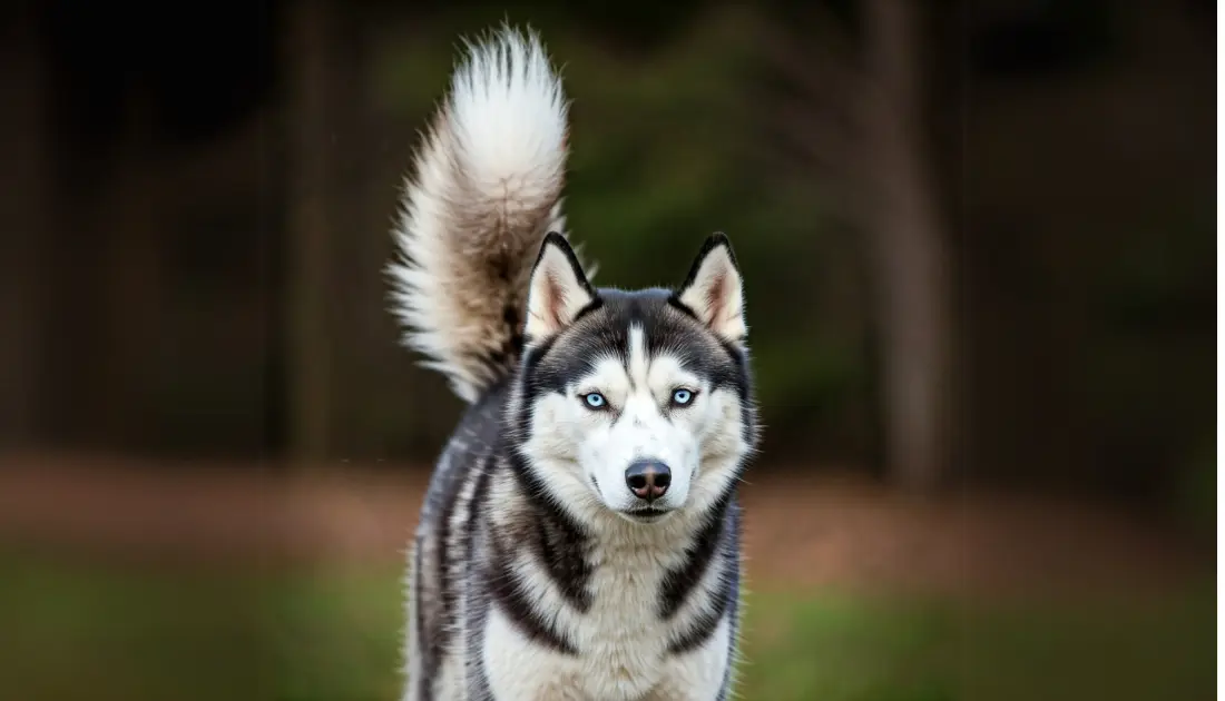 A Husky dog with high tail.