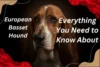 Everything You Need to Know About the European Basset Hound - Post Thumbnail