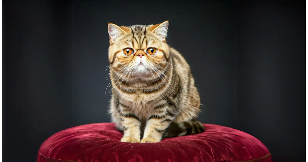 Low-Maintenance Cat Breeds: The Best Felines for Busy Owners 4 Exotic Shorthair sitting on cushion