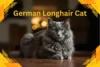 German Longhair Cat – Everything You Need to Know - Post Thumbnail