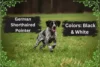 German Shorthaired Pointer Colors: Black & White - Post Thumbnail