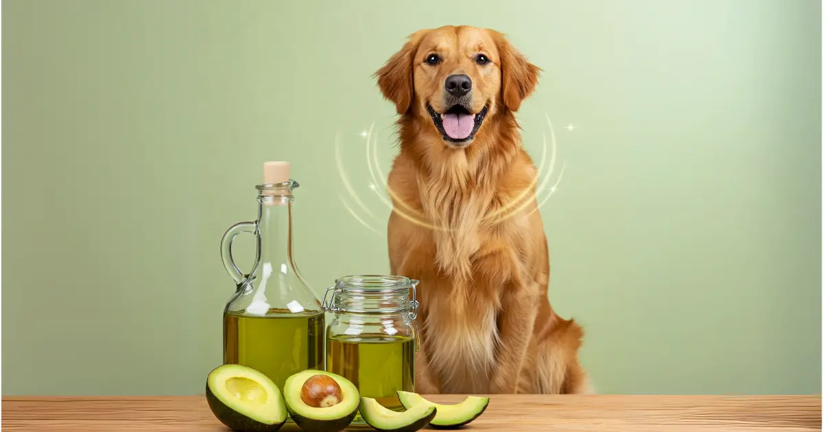 Is Avocado Oil Good for Your Dog? Discover the Benefits 2 Golden Retriever sitting next to bottles of avocado oil and fresh avocados, showcasing natural benefits for dogs.