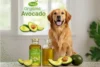 Is Avocado Oil Good for Your Dog? Discover the Benefits - Post Thumbnail