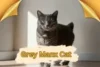 Grey Manx Cat Overview: History, Traits & Care - Post Thumbnail