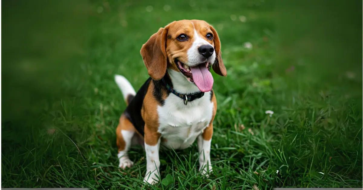 What Are the Whiniest Dog Breeds? 1 A playful beagle dog sitting on grass with its tongue out.