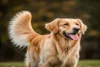 Why Do Dog Wagging Tail? Uncover Joy and Stress Signals - Post Thumbnail