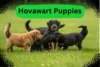 Hovawart Puppies: Traits, Care, and Everything You Need to Know - Post Thumbnail