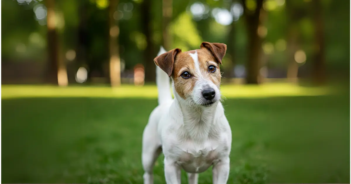 What Are the Whiniest Dog Breeds? 4 A curious Jack Russell Terrier standing on grass with a blurred park background.