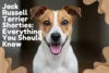 Jack Russell Terrier Shorties: Everything You Should Know - Post Thumbnail