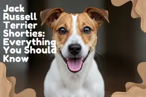 Jack Russell Terrier Shorties: Everything You Should Know