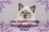 Lilac Ragdoll Cats: A Beautifully Unique Breed - Post Thumbnail