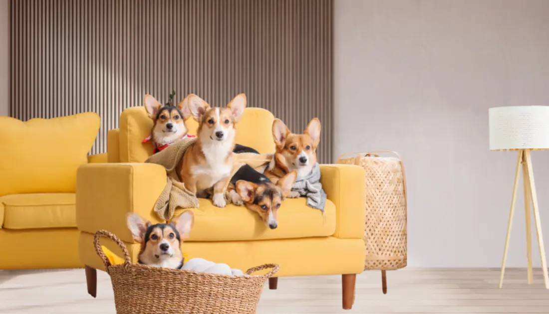 The Ultimate Guide to Longest-Living Dog Breeds". 1 dogs sitting on the couch