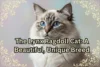 The Lynx Ragdoll Cat: A Beautiful, Unique Breed - Post Thumbnail