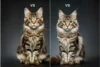 Maine Coon and Norwegian Forest Cat Differences Revealed - Post Thumbnail