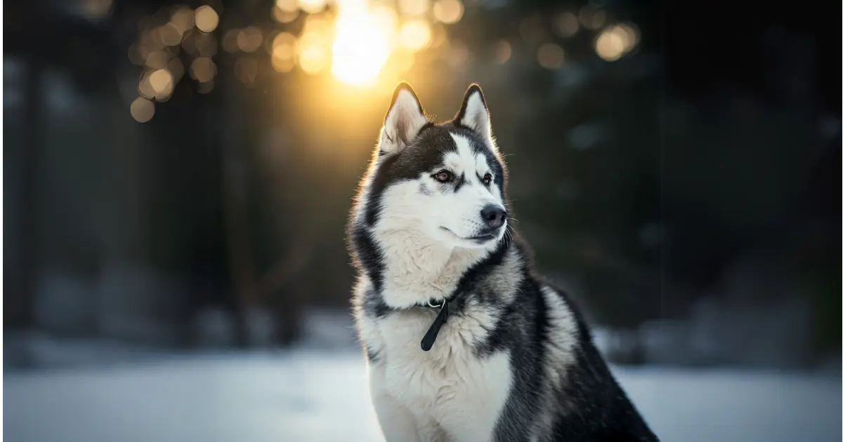 What Are the Whiniest Dog Breeds? 6 A Siberian Husky standing in a snowy landscape with the golden sunset in the background, looking into the distance.