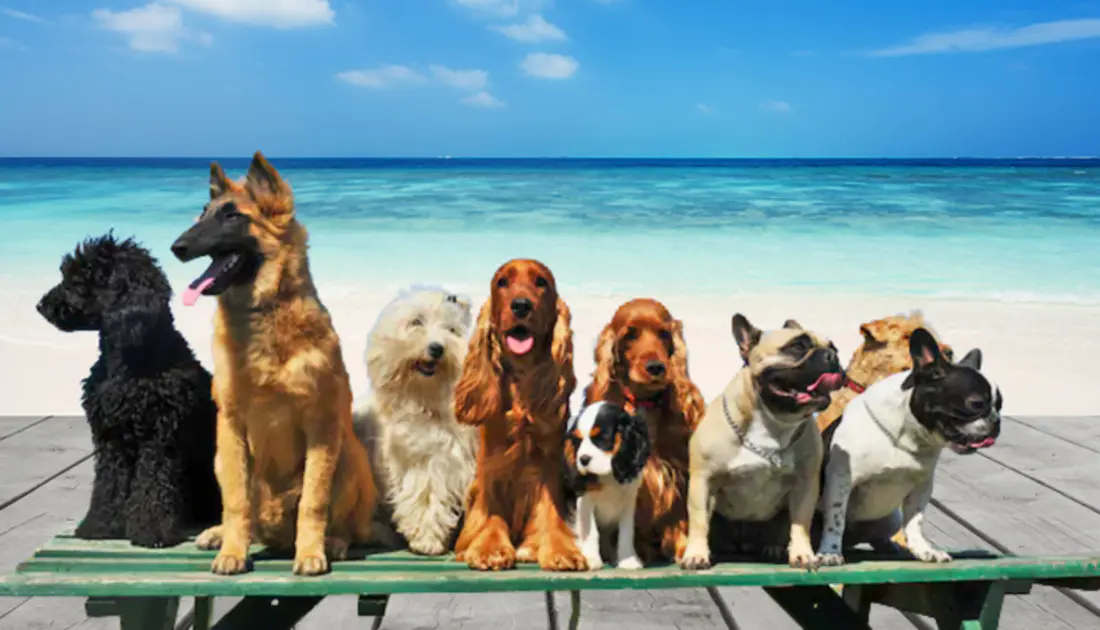 The Ultimate Guide to Longest-Living Dog Breeds". 2 different breed of dogs in sea view