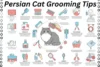 Persian Cat Grooming Tips: Keep Your Cat Beautiful & Healthy - Post Thumbnail