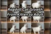 Ragdoll Cat Growth: From Kitten to Adult — A Simple Guide - Post Thumbnail