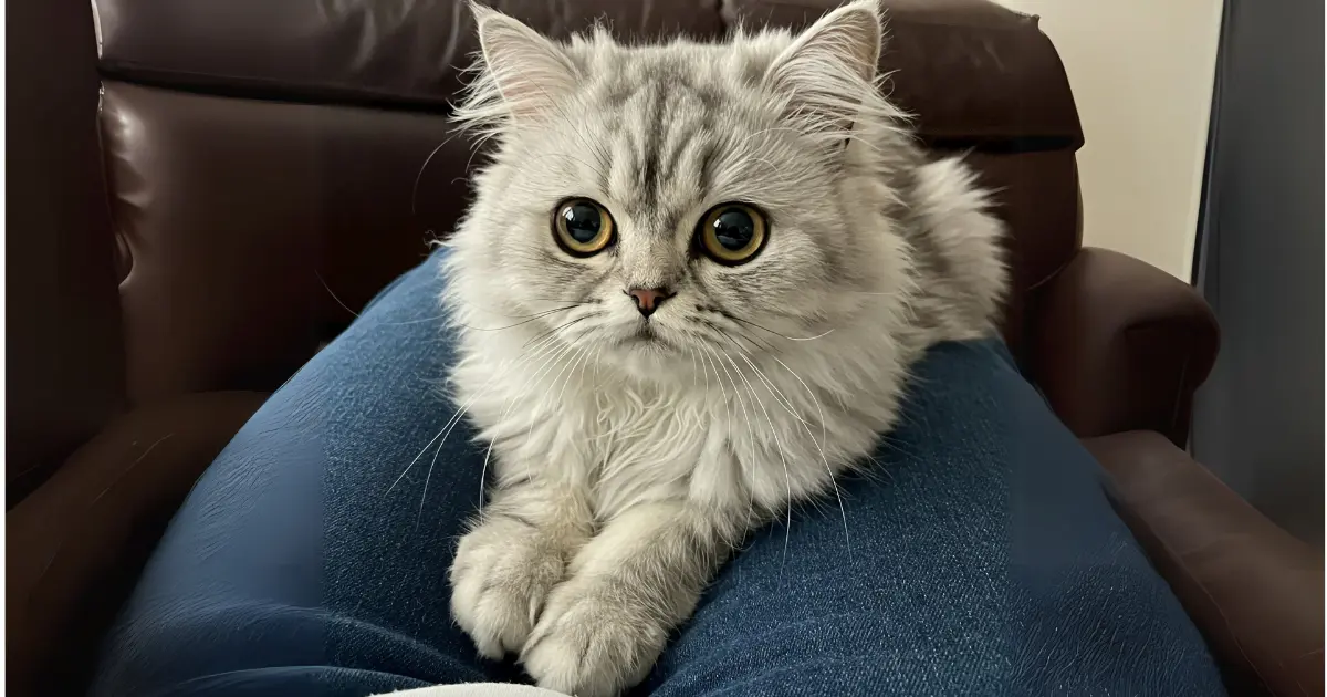 Ultimate Guide to Owning a Full-Grown Teacup Persian 3 A Teacup Persian Cat lounging comfortably on a person's lap, displaying its calm and relaxed demeanor.