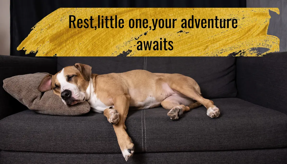 Why Do Dogs Need So Much Sleep? The Surprising Benefits of Their Rest 1 why do dogs need so much sleep