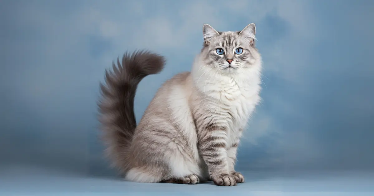 13 Cat Breeds with Ear Tufts (With Info & Pictures) 8 A fluffy Siberian cat with a cream and grey coat, blue eyes, and a bushy tail, sitting against a soft blue background.