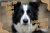 The Border Collie Stare: What’s Behind That Intense Gaze? - Post Thumbnail