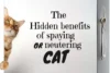 The Hidden Benefits of Spaying Or Neutering Your Cat - Post Thumbnail