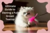 Ultimate Guide to Owning a Full-Grown Teacup Persian - Post Thumbnail