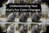 Understanding Your Cat’s Fur Color Changes - Post Thumbnail
